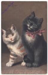 Zwei Katzen