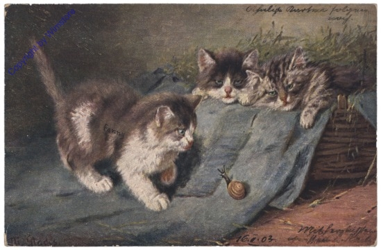 ak124665 Katzen spielen