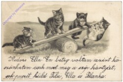 Katzen auf Wippe