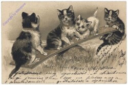 ak124691 Katzen auf Wippe
