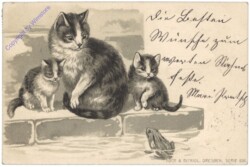 Katzen mit Frosch