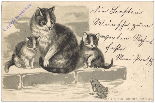 ak124693 Katzen mit Frosch