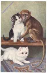 Katzen mit Affe