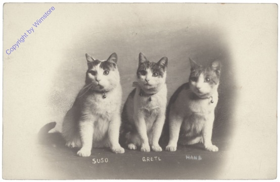 Drei Katzen