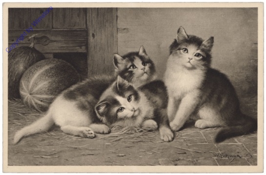 Drei Katzen