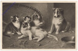 ak124701 Katzen mit Hund
