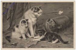 ak124702 Katzen spielen