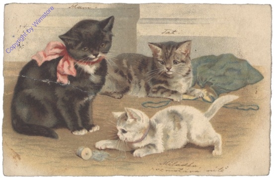 ak124713 Spielende Katzen