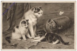 Spielende Katzen