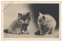 Zwei Katzen