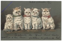 ak124724 Katzen