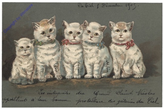 ak124724 Katzen
