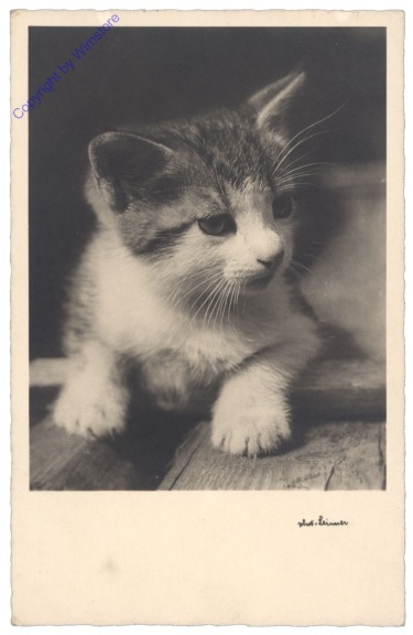 ak124734 Katze