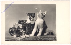 ak124735 Drei Katzen