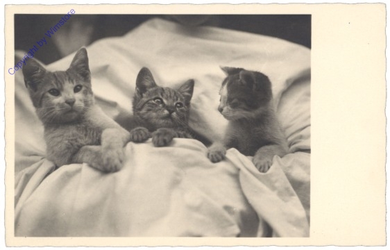 Drei Katzen im Bett
