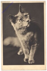 Katze