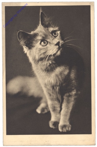 ak124737 Katze