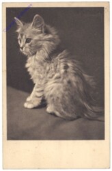 Katze