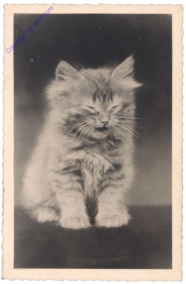 ak124740 Katze