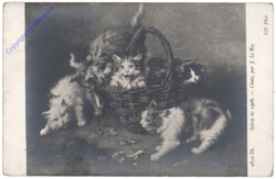 Katzen - Chats