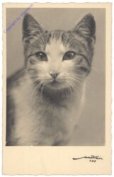 ak124742 Katze