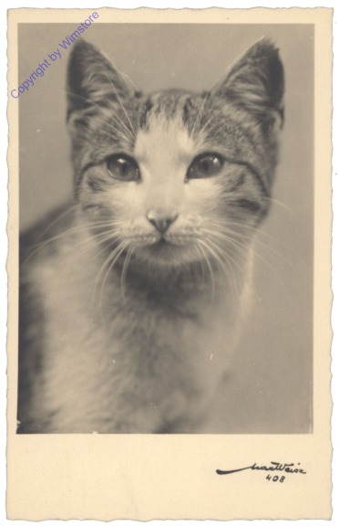 ak124742 Katze