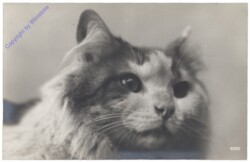 Katze