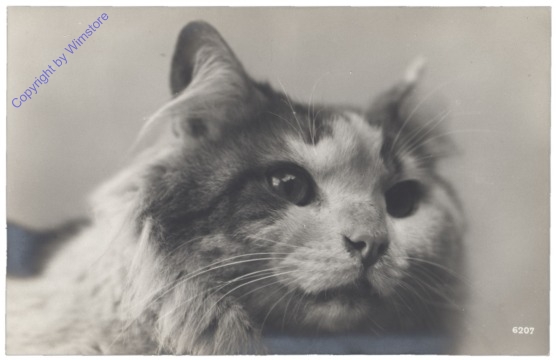 ak124743 Katze