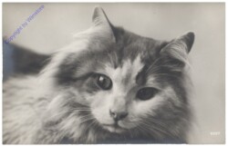ak124744 Katze