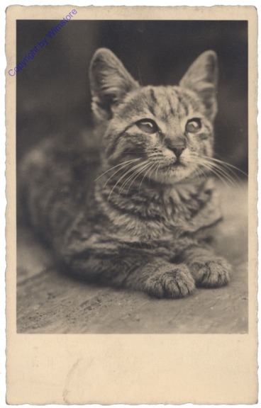 ak124745 Katze