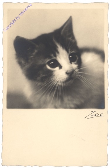 ak124746 Katze