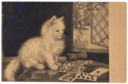 Katze beim Spiel