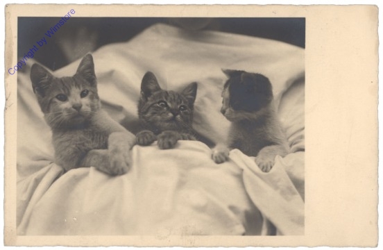 Drei Katzen im Bett