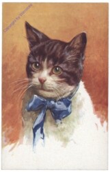 ak124751 Katze