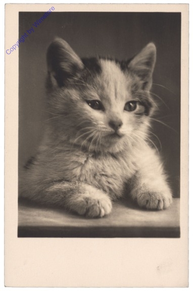 ak124768 Katze