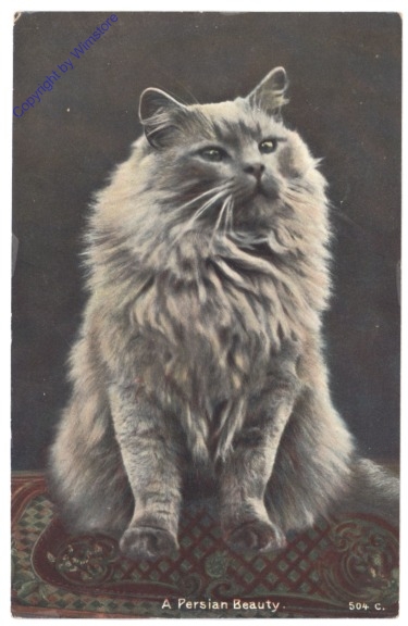 A persian beauty