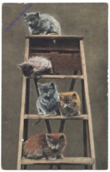 ak124786 Katzen auf Leiter