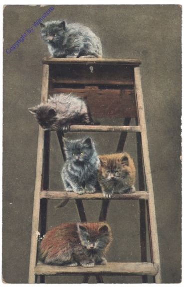 ak124786 Katzen auf Leiter