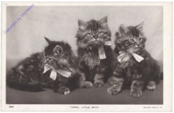 Three little pets