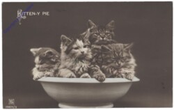 ak124792 Kitten-y pie