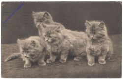 Katzen