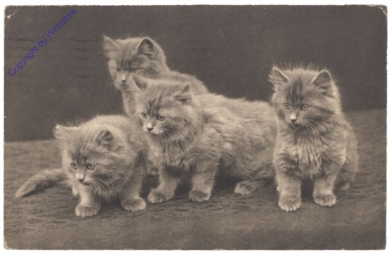 ak124793 Katzen
