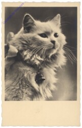 ak124797 Katze
