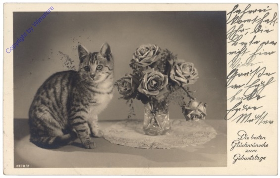 ak124799 Katze mit Blumenvase