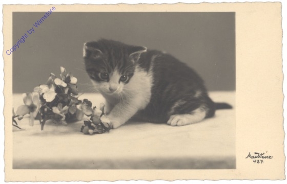 ak124800 Katze mit Blumen