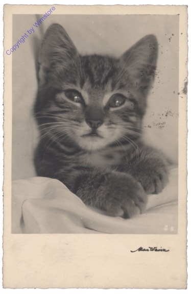 ak124804 Katze