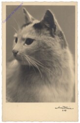 Katze
