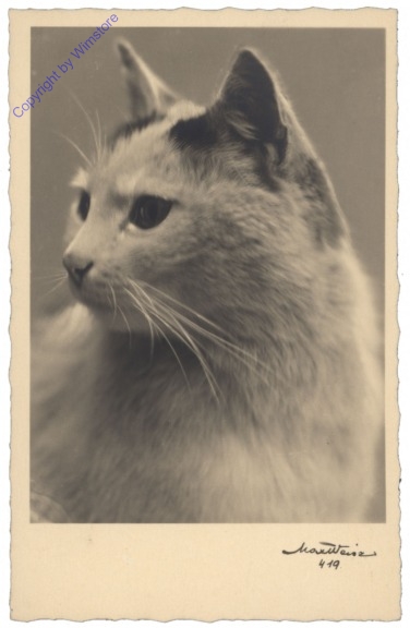 ak124805 Katze