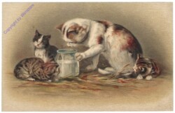 Vier Katzen