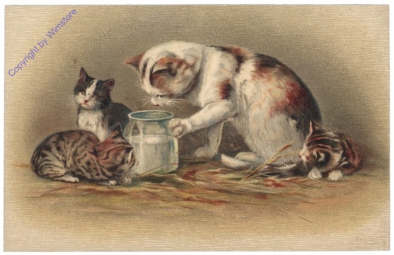 Vier Katzen